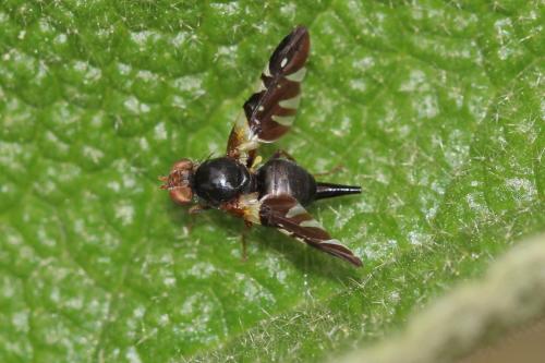 Aciura coryli